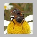 Phasia aurigera - Raupenfliege w03.jpg